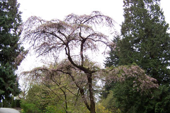 Parque de la reina Elizabeth, Vancouver