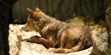 Lobo (Canis lupus)