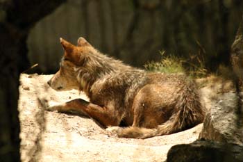 Lobo (Canis lupus)