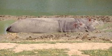 Hipopótamo (Hippopotamus amphibius)