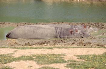 Hipopótamo (Hippopotamus amphibius)