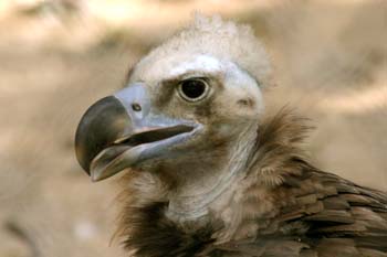 Buitre negro (Aegypius monachus)