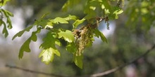 Carvallo - Flor masc. (Quercus robur)