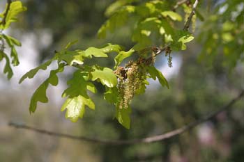 Carvallo - Flor masc. (Quercus robur)