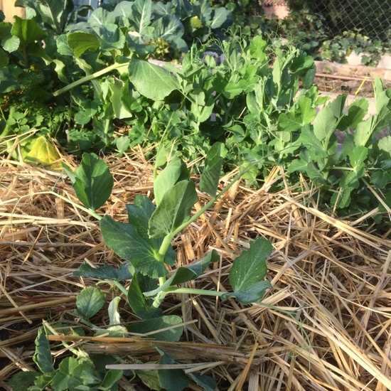 2020_02_24_Diario de Juan el Hortelano de enero de 2020 6