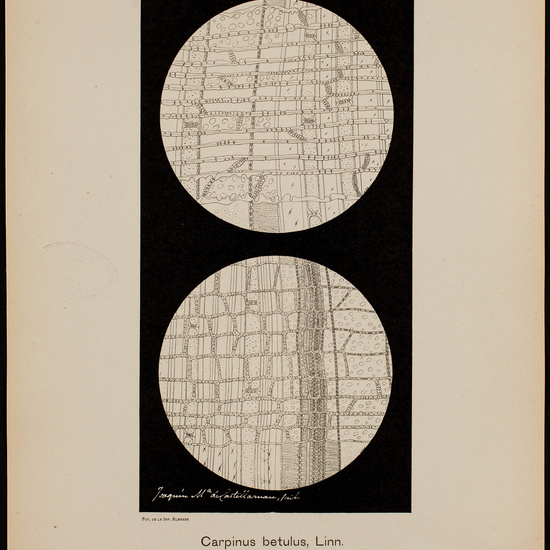 IES_CARDENALCISNEROS_BOTÁNICA_II_LÁMINAS_046