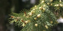 Picea oriental / áureo (Picea orientalis)