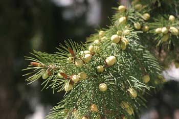 Picea oriental / áureo (Picea orientalis)
