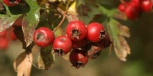 Espino majuelo - Fruto (Crataegus monogyna)