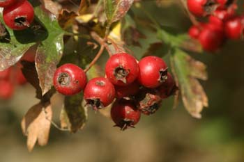 Espino majuelo - Fruto (Crataegus monogyna)