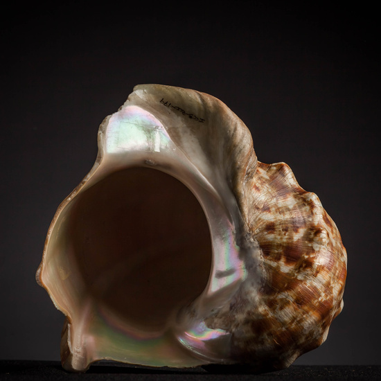 IES_CARDENALCISNEROS_CONCHAS_147