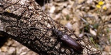 Longicornio de los quercus (Cerambyx vellutinus)