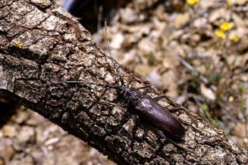 Longicornio de los quercus (Cerambyx vellutinus)