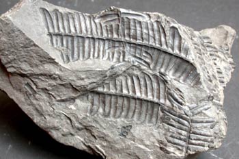 Fósil de fronda (Callipteridium)