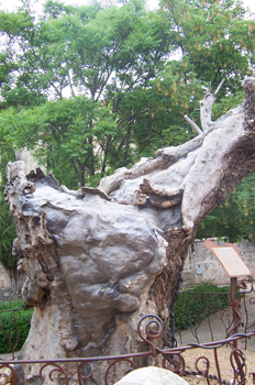 Olmo seco, Soria, Castilla y León