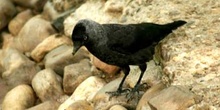 Grajilla (Corvus monedula)