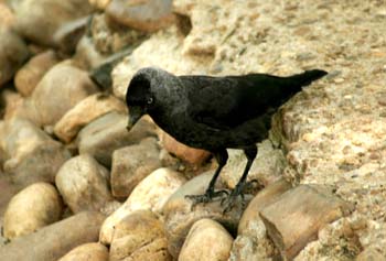 Grajilla (Corvus monedula)