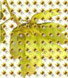 Estampado sobre fondo de disámara