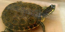 Tortuga pintada (Chrysemis picta)