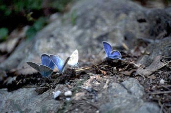 Bebedero de mariposas (Lepidoptera)