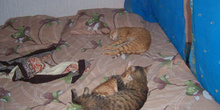 Gatos tumbados sobre colchón, Túnez