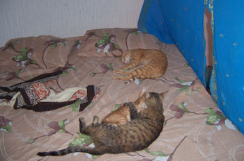 Gatos tumbados sobre colchón, Túnez