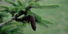 Falso Abeto / Picea - Piñas (Picea sp.)
