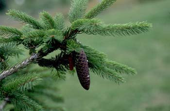 Falso Abeto / Picea - Piñas (Picea sp.)
