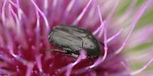 Oxythyrea funesta