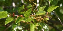 Morera - Fruto (Morus alba)