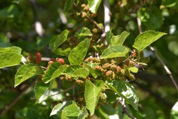 Morera - Fruto (Morus alba)