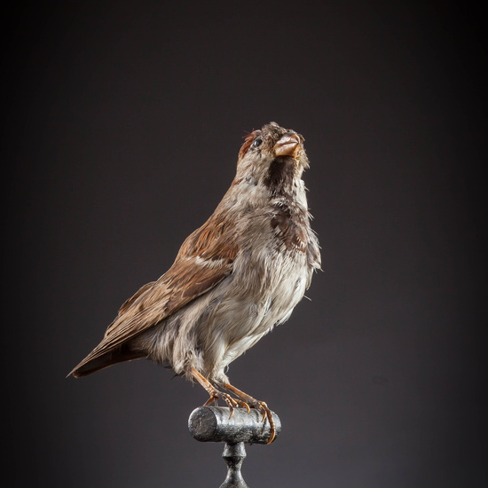 IES_SANISIDRO_MUSEO_Aves_137