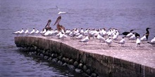 Aves marinas en el puerto de Livingston, Guatemala