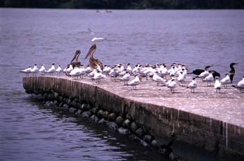 Aves marinas en el puerto de Livingston, Guatemala