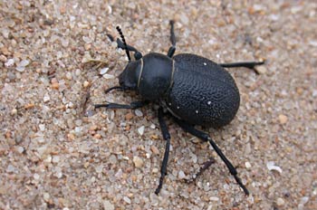 Escarabajo (Pimelia Punctata)