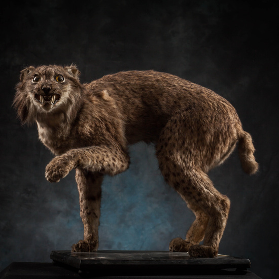 IES_SANISIDRO_MUSEO_Zoolgía_099