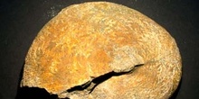Neocomites neocomiensis (Ammonites) Cretácico