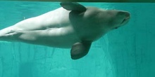 Beluga (Delphinapterus leucas)