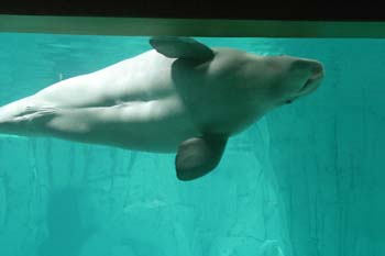 Beluga (Delphinapterus leucas)