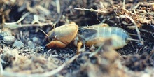 Grillo topo  o alacrán cebollero (Gryllotalpa gryllotalpa)