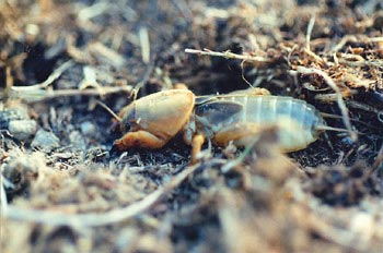 Grillo topo  o alacrán cebollero (Gryllotalpa gryllotalpa)