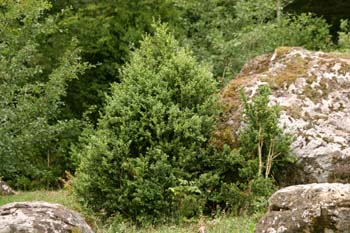 Boj - Porte (Buxus sempervivens)