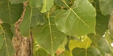 Chopo de Canadá - Hojas (Populus x canadensis)