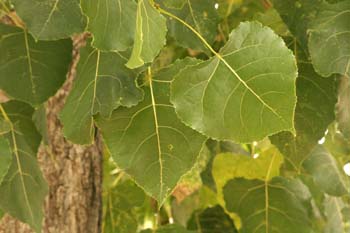 Chopo de Canadá - Hojas (Populus x canadensis)