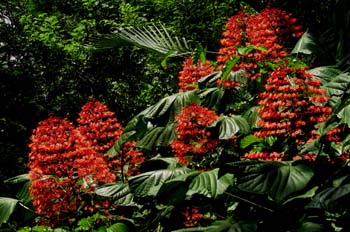 Flores silvestres, Isla Fitzroy, Australia