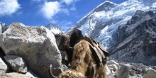 Yaks