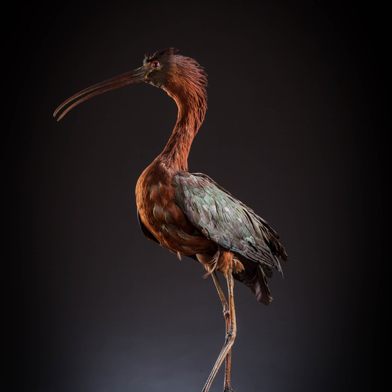 IES_SANISIDRO_MUSEO_Aves_113