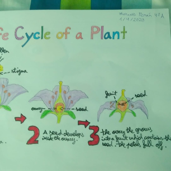 Marcos Perán Life Cycle2