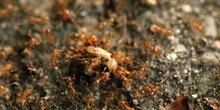 Hormiga (Pheidole gen.)