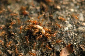 Hormiga (Pheidole gen.)